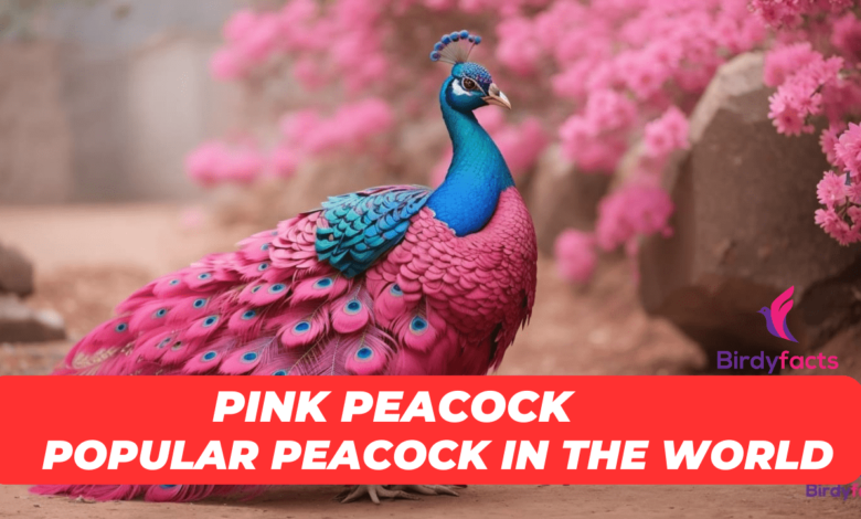 pink peacock